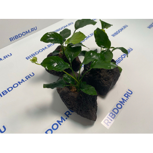 Растение на лаве АНУБИАС БАРТЕРА