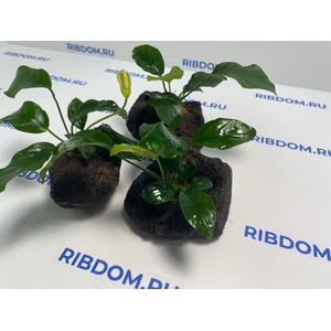 Растение на лаве АНУБИАС БАРТЕРА