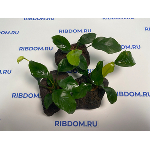 Растение на лаве АНУБИАС БАРТЕРА