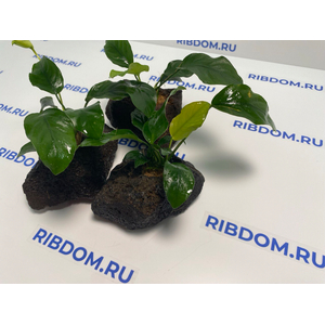 Растение на лаве АНУБИАС БАРТЕРА