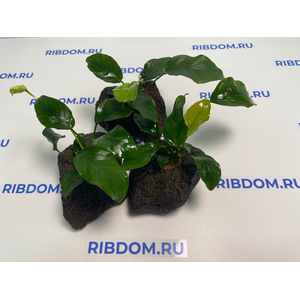 Растение на лаве АНУБИАС БАРТЕРА