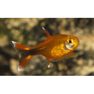 Тетра медная (лат. Hasemania nana) — пресноводная лучепёрая рыбка из семейства Харациновые. Названа в честь американского ихтиолога и аквариумиста Джона Хасмана.