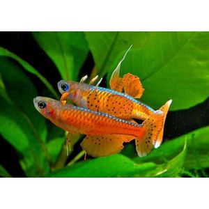 Pseudomugil paskai Red Neon — вид пресноводных рыбок, также известный как псевдомугил паскай (синеглазка «Красный неон»). Впервые в продаже появился в 2011 году.