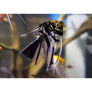 Скалярия чёрная кои — селекционная форма обыкновенной скалярии (Pterophyllum scalare). Характеризуется насыщенной чёрной окраской тела.