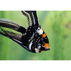Скалярия чёрная кои — селекционная форма обыкновенной скалярии (Pterophyllum scalare). Характеризуется насыщенной чёрной окраской тела.
