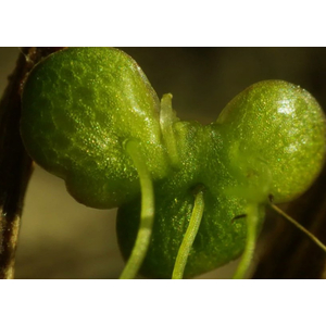 РЯСКА - Lemna (от англ. Duckweed — «утиная трава») — род цветковых растений семейства Ароидные, объединивший травянистые растения, погружённые в воду или свободноплавающие на её поверхности.