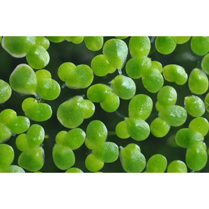 РЯСКА - Lemna (от англ. Duckweed — «утиная трава») — род цветковых растений семейства Ароидные, объединивший травянистые растения, погружённые в воду или свободноплавающие на её поверхности.