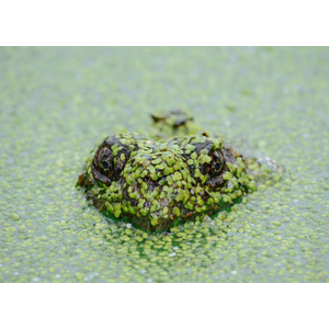 РЯСКА - Lemna (от англ. Duckweed — «утиная трава») — род цветковых растений семейства Ароидные, объединивший травянистые растения, погружённые в воду или свободноплавающие на её поверхности.