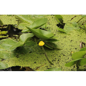 РЯСКА - Lemna (от англ. Duckweed — «утиная трава») — род цветковых растений семейства Ароидные, объединивший травянистые растения, погружённые в воду или свободноплавающие на её поверхности.