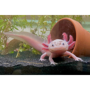 Белый аксолотль — это искусственная форма неотенической личинки мексиканской амбистомы. В природе аксолотли обычно имеют тёмно-коричневый или чёрный окрас, но в неволе благодаря селекции выведены особи с разнообразной цветовой гаммой, включая белые.