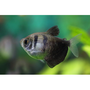 ТЕРНЕЦИЯ ЧЕРНАЯ - Gymnocorymbus ternetzi