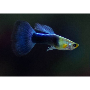 ГУППИ СИНИЙ ТУРКИС (самец/самка)