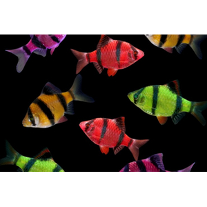 БАРБУС ГЛО МШИСТЫЙ КРАСНЫЙ