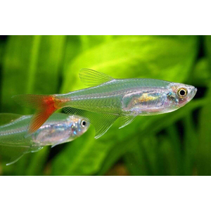Тетра стеклянная (Prionobrama filigera) — пресноводная лучеперая рыбка из семейства Харациновые.