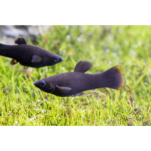 Моллинезия чёрная (в англоязычных странах — «Чёрная молли») — селекционная форма моллинезии. Выведена искусственно, в природе не встречается.