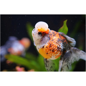 «Жемчужинка с короной» (Crown Pearlscale Goldfish) — разновидность золотой рыбки, выведенная заводчиком Шигео Ватанабе в 1978 году в Японии.