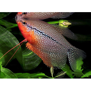 Жемчужный гурами (лат. Trichopodus leerii) — один из видов лабиринтовых рыб, относится к распространённым аквариумным рыбкам. Название произошло из-за мозаичного рисунка из многочисленных крапинок или точек, по цвету напоминающих маленькие жемчужины.