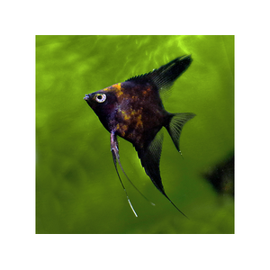 Скалярия чёрная кои — селекционная форма обыкновенной скалярии (Pterophyllum scalare). Характеризуется насыщенной чёрной окраской тела.