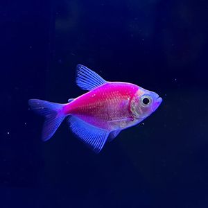 ТЕРНЕЦИЯ ГЛО-ЕЖЕВИЧНАЯ