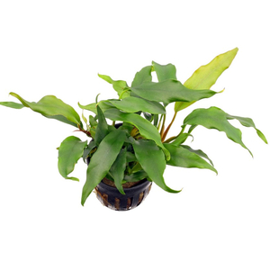 АНУБИАС УЗКОЛИСТНЫЙ (МИНИМА)