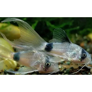 КОРИДОРАС ПАНДА ВУАЛЬ - Corydoras panda