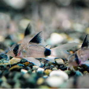 КОРИДОРАС ПАНДА ВУАЛЬ - Corydoras panda