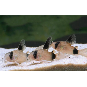 КОРИДОРАС ПАНДА ВУАЛЬ - Corydoras panda