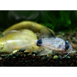 КОРИДОРАС ПАНДА ВУАЛЬ - Corydoras panda