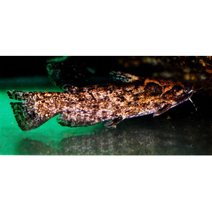 Trachelyopterus fisheri — пресноводный сом, также известен как сом-коряжка. Принадлежит к семейству Затылкоперые сомы (Auchenipteridae).