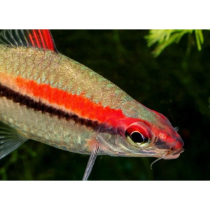 Барбус Денисони (Sahyadria denisonii) — вид пресноводных рыб семейства карповых. Назван в честь Уильяма Томаса Денисона (1804–1871), губернатора города Мадрас (Индия) с 1861 по 1866 год.Барбус Денисони (Sahyadria denisonii) — вид пресноводных рыб семейства карповых. Назван в честь Уильяма Томаса Денисона (1804–1871), губернатора города Мадрас (Индия) с 1861 по 1866 год.