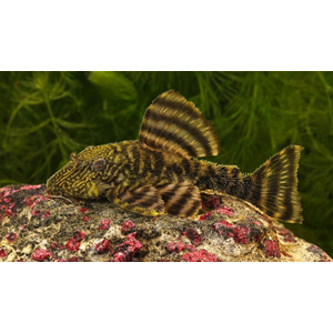 L002 (тигровая пеколтия, L074) — вид аквариумных сомов из семейства кольчужных сомов.