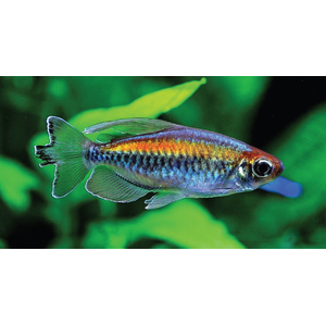 Тетра конго (Phenacogrammus interruptus) — пресноводная лучеперая рыбка из семейства Алестовые, или Африканские тетры. Нередко встречается под другими именами: радужный конго, конголезский конго, королевский конго.