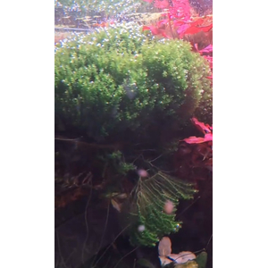 МОХ МАЙБАРАЙ - Distichophyllum Maibarae