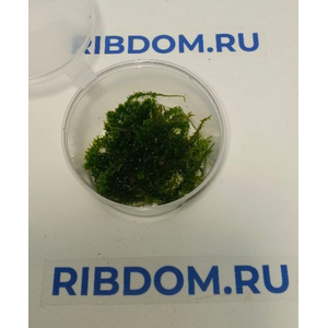 МОХ МАЙБАРАЙ - Distichophyllum Maibarae