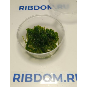 МОХ МАЙБАРАЙ - Distichophyllum Maibarae