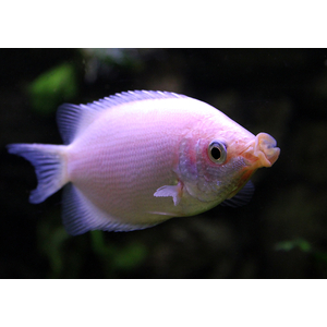 Helostoma temminkii — научное наименование целующегося гурами (хелостомы). Это вид тропических рыб из подотряда лабиринтовых, выделяемый в монотипическое семейство хелостомовых.