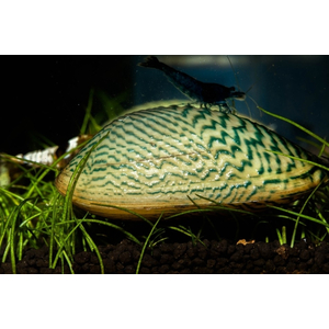 Scaby scripata — латинское название расписной двустворки (мидии узорчатой) — двустворчатого моллюска, который содержится в аквариумах.