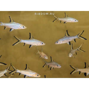 Balantiocheilus melanopterus — научное название акульего балу (акулий бала, барбус акулий, акула серебряная, акула трёхцветная) — рыбы из семейства карповых. Название указывает на внешнее сходство с акулой, но от неё унаследован лишь облик.