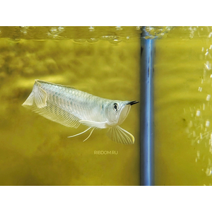 Osteoglossum bicirrhosum — научное название светлой араваны (серебристой араваны) — тропической пресноводной рыбы из семейства аравановых отряда араванообразных.