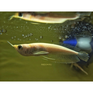 Osteoglossum bicirrhosum albino — название американской арованы-альбиноса (Osteoglossum bicirrhosum albino) — аквариумной рыбы. Это тропическая пресноводная рыба из семейства аравановых отряда араванообразных.