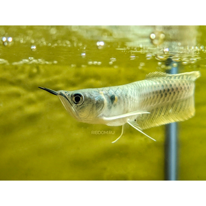 Osteoglossum bicirrhosum — научное название светлой араваны (серебристой араваны) — тропической пресноводной рыбы из семейства аравановых отряда араванообразных.