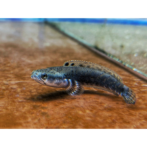 Змееголов пульхера (научное наименование — Channa pulchra) — пресноводная лучепёрая рыба из семейства Змееголовые. Впервые описана как новый вид в 2007 году исследователем Р. Бритцем. С 2010-х годов стала популярна среди аквариумистов.