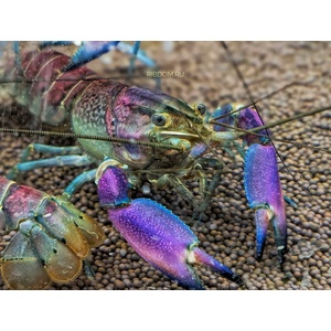 Cherax pulcher (фиолетовый рак-громовержец) — чрезвычайно редкий вид пресноводных раков. Название происходит от латинского «pulcher», что означает «красивый».
