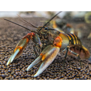 Рак-зебра (Cherax peknyi) — разновидность пресноводного рака, известная необычным окрасом.Рак-зебра (Cherax peknyi) — разновидность пресноводного рака, известная необычным окрасом.