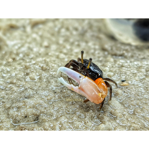 Краб - Скрипач - Tubuca (Fiddler Crab) — род полусухопутных крабов из семейства Ocypodidae.