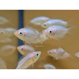 Helostoma temminkii — научное наименование целующегося гурами (хелостомы). Это вид тропических рыб из подотряда лабиринтовых, выделяемый в монотипическое семейство хелостомовых.