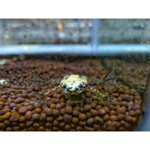 Hymenochirus boettgeri — вид земноводных семейства пиповых, также известен как когтеносец Бёттгера или карликовая лягушка. Видовое название дано в честь немецкого зоолога Оскара Бёттгера (1844–1910).