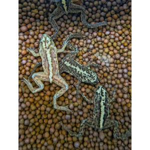 Hymenochirus boettgeri — вид земноводных семейства пиповых, также известен как когтеносец Бёттгера или карликовая лягушка. Видовое название дано в честь немецкого зоолога Оскара Бёттгера (1844–1910).