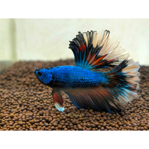 Петушок Халф Мун (международное название — Betta Halfmoon (Betta splendens)) — селекционная форма лабиринтовой рыбы, другое название — бойцовая рыбка.