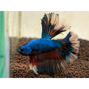Петушок Халф Мун (международное название — Betta Halfmoon (Betta splendens)) — селекционная форма лабиринтовой рыбы, другое название — бойцовая рыбка.